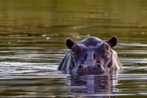 Hippos are often seen wading in the Delta.