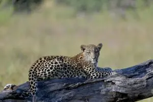 En la Reserva de Khwai es habitual ver leopardos y otros felinos salvajes.