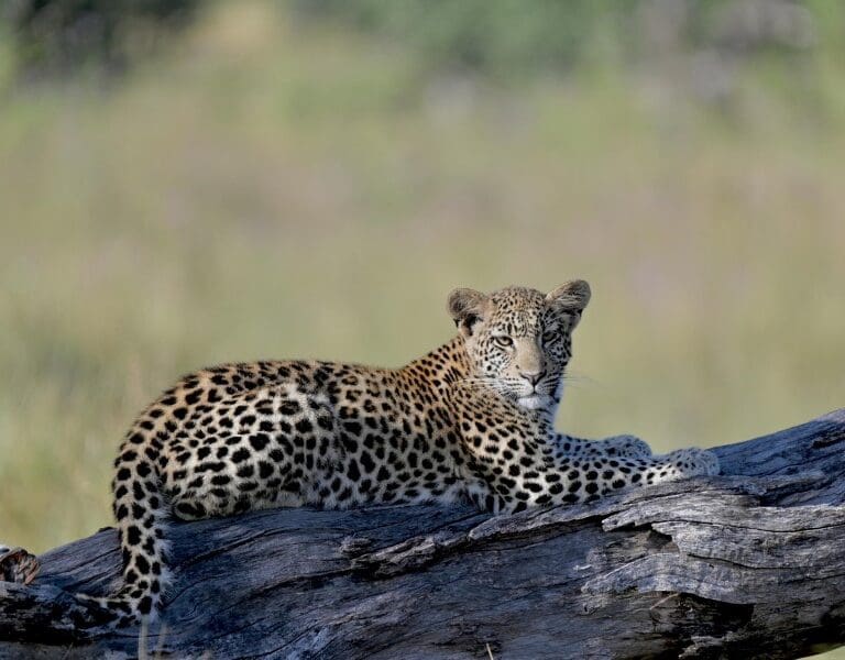 Leopards and other wild cats are commonly sighted in the Khwai Reserve.
