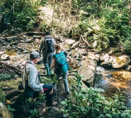 Paseos por el bosque en busca de chimpancés. 