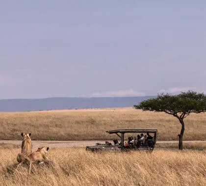 Safari en Ishara Mara. 
