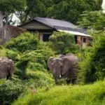 Elephants passing by Ishara Mara.