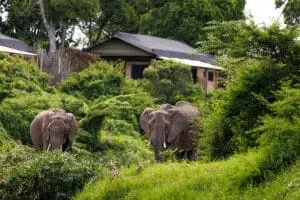 Elephants passing by Ishara Mara.