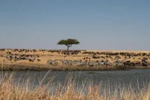 Spot the herds of the Great Migration in season.