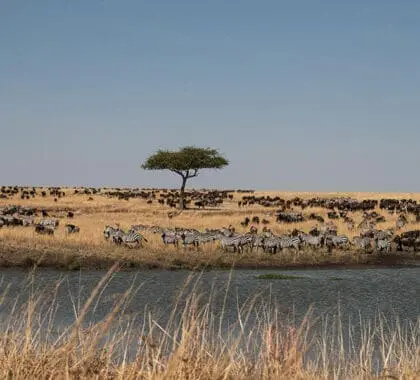 Spot the herds of the Great Migration in season | Ishara Mara