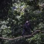 Un chimpancé en los árboles del Kyambura Gorge Lodge. 