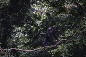 Un chimpancé en los árboles del Kyambura Gorge Lodge. 