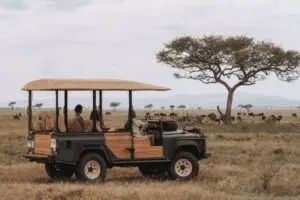 Explore the park on immserive game drives. 