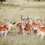 Plains game are abundant in the grass lands. 