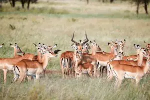 Plains game are abundant in the grass lands. 