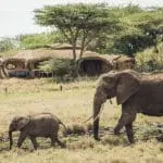 Elephants visiting Lewa House. 