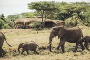 Elephants visiting Lewa House. 