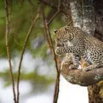 Exceptional big cat sightings at Lewa House. 