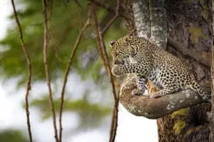 Exceptional big cat sightings at Lewa House. 