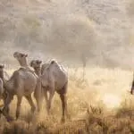 Experience an authentic Kenyan walking safari with expert Maasai guides and personalised services.