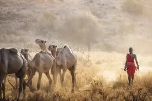 Experience an authentic Kenyan walking safari with expert Maasai guides and personalised services.