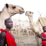 Camels and herders lead the way to set up the next campsite.
