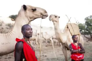 Camels and herders lead the way to set up the next campsite.