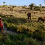 Walk alongside rhinos, a thriving population at Lewa Conservancy.