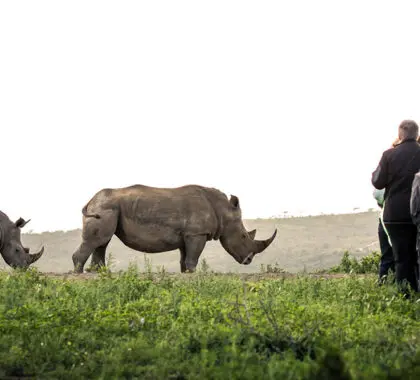 Verfolgen Sie Nashörner zu Fuß im Hluhluwe-Imfolozi-Nationalpark.