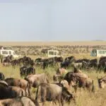 Witness the Great Migration as millions of wildebeest cross the Serengeti plains.