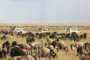 Witness the Great Migration as millions of wildebeest cross the Serengeti plains.