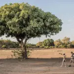 Guided walking safaris.