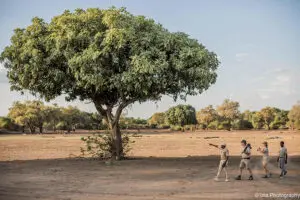 Guided walking safaris.