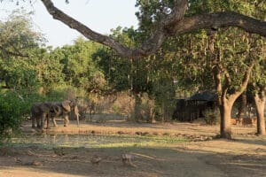 A waterhole near camp - a favourite of the elephants in the area.