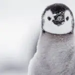 See very young emperor chicks, just stepping off their parents feet.