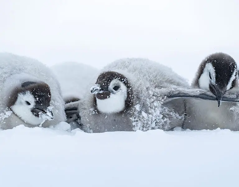 white-desert-antarctica-emperor-chicks