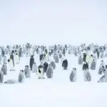 Emperor pengins.