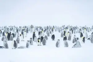 Emperor pengins.