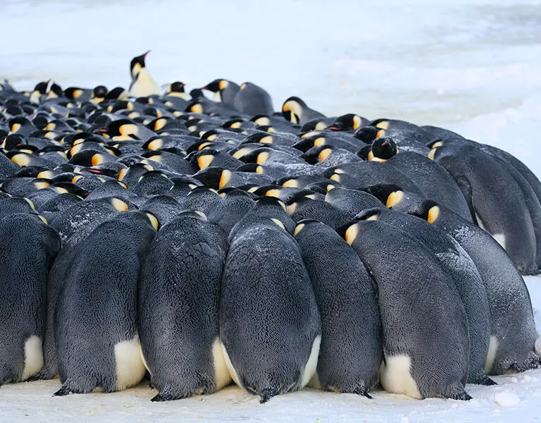 white-desert-antarctica-emperors2