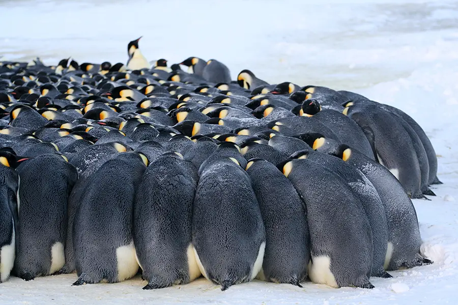 white-desert-antarctica-emperors2