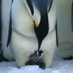 A very young emperor chick. 