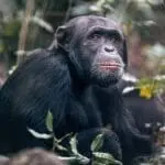 Senderismo con chimpancés en la isla de Rubondo. 