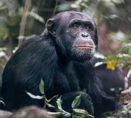 Senderismo con chimpancés en la isla de Rubondo. 