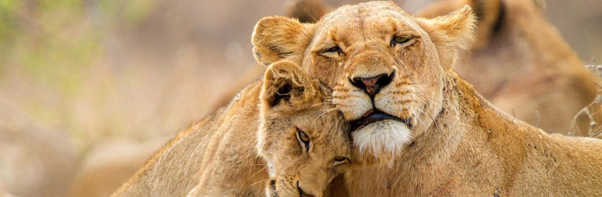 Un león joven acaricia con la cabeza la mejilla de una leona | Go2Africa