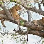 Wildkatzen sind in Gorongosa häufig anzutreffen.