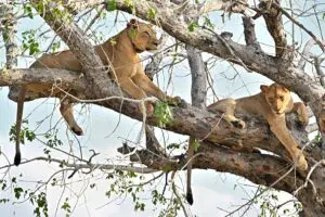 Wild cats are a frequent sighting in Gorongosa. 
