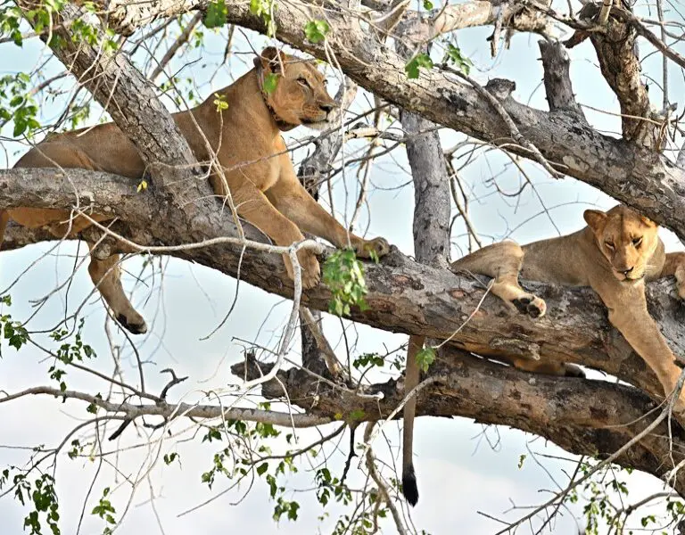 Wild cats are a frequent sighting in Gorongosa. 