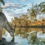 On aperçoit souvent des waterbucks qui se rassemblent autour des zones humides.