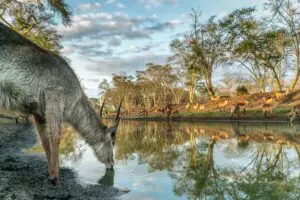 On aperçoit souvent des waterbucks qui se rassemblent autour des zones humides. 
