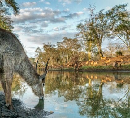 Waterbuck are often spotted congregating around the wetlands. 