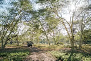 Game drives will see you exploring remote corners of the park. 