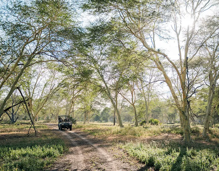 Game drives will see you exploring remote corners of the park. 