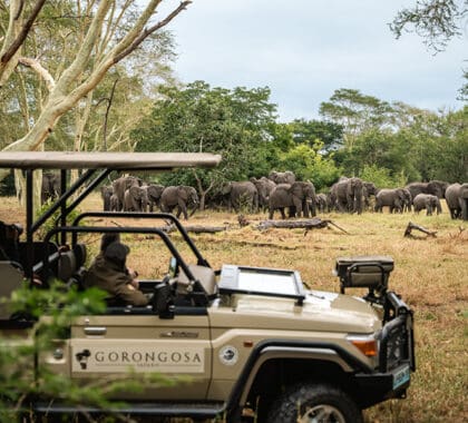 Explore the parks' remotest corners on a game drive. 