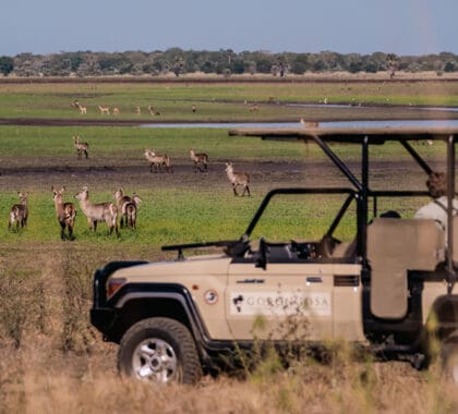 Game drives.
