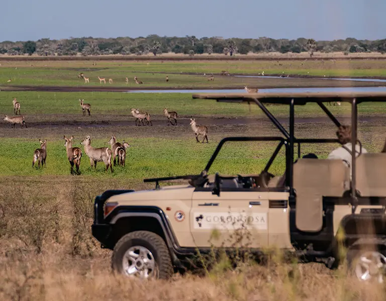 Game drives.